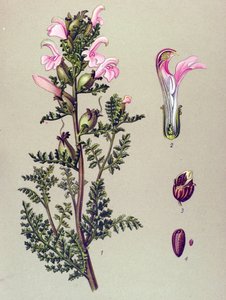 Planche botanique, plante : pédiculaire des marais (Pedicularis palustris)
