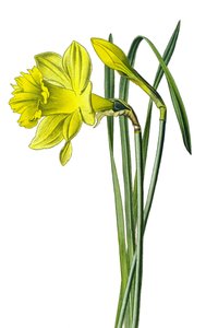 Planche botanique, plante : narcisse jaune ou narcisse trompette (Narcissus pseudonarcissus)