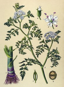 Planche botanique, plante vénéneuse et médicinale : oenanthe aquatique (Oenanthe aquatica)