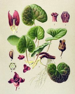 Tableau botanique, plante vénéneuse et médicinale : asaret d