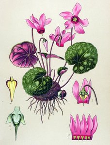 Planche botanique, plante vénéneuse et médicinale : cyclamen purpurascens, cyclamen europaeum