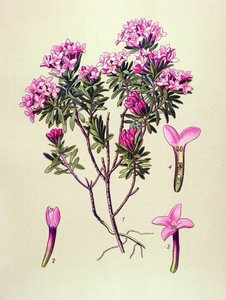 Planche botanique, plante vénéneuse : camélée ou camélée des Alpes (Daphne cneorum)