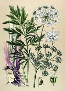 Planche botanique, plante vénéneuse (toxique) et médicinale : ciguë aquatique (Cicuta virosa) - Unbekannter Künstler