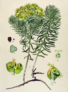 Planche botanique, plante vénéneuse (toxique) et médicinale : euphorbe petit cyprès (Euphorbia cyparissias)