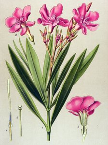 Planche botanique, plante vénéneuse et médicinale : laurier-rose (Nerium oleander)