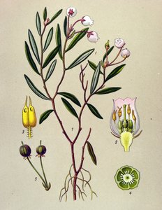 Planche botanique, plante vénéneuse (toxique) : andromède à feuilles de polium (Andromeda polifolia)