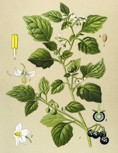 Planche botanique, plante vénéneuse (toxique) : morelle noire (Solanum nigrum) - Unbekannter Künstler