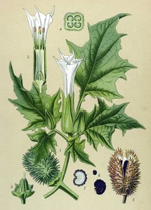 Planche botanique, plante vénéneuse (toxique) : Datura stramoine ou stramoine officinal (Datura Stramonium)