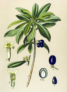 Planche botanique, plante vénéneuse (toxique) : Laurier (Daphne Laureola)
