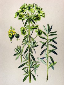Planche botanique, plante vénéneuse (toxique) : euphorbe ronde ou euphorbe péplus (Euphorbia peplus) - Unbekannter Künstler