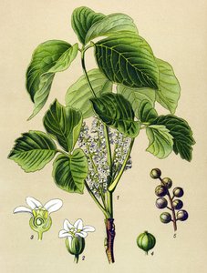 Planche botanique, plante vénéneuse : sumac grimpant (Rhus toxicodendron) - Unbekannter Künstler