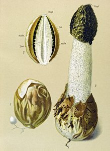 Planche botanique avec champignon comestible : satyre puant (Phallus impudicus)