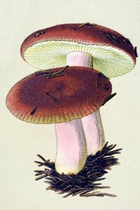 Planche botanique avec champignon toxique (vénéneux) : russule émétique (Russula emetica)