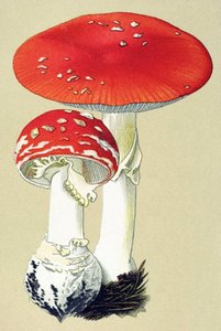 Planche botanique avec champignon toxique : amanite tue-mouches (Amanita muscaria)