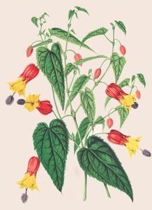 Illustration botanique/Abutilon megapotamicum/Abutilon