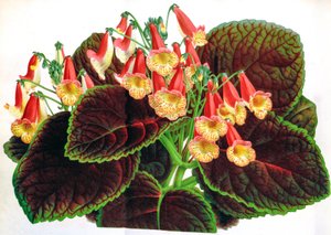 Illustration botanique / Achimenes naegelioides / Achimène