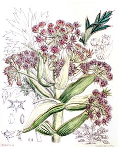 Illustration botanique / Aciphylla latifolia / Anisotome latifolia / Large Aciphyll - Unbekannt