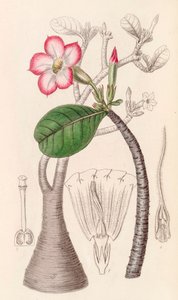 Illustration botanique/Adenium obesum/Rose du désert