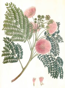 Illustration botanique/Albizia julibrissin/Arbre à soie/Mimosa de Constantinople