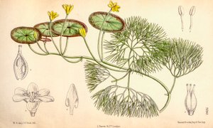 Illustration botanique/Cabomba aquatica - Unbekannt