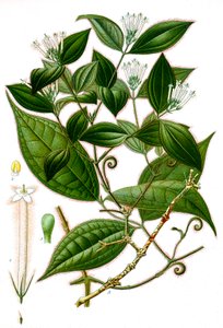 Illustration botanique/Strychnos toxifera/Curare - Unbekannt