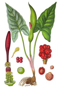 Planche botanique : arum tacheté (Arum sauvage ou Arum maculatum), plante médicinale, chromolithographie historique