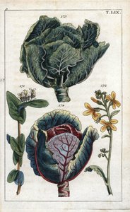Botanique : chou, Chou, Brassica oleracea capitata, fleur 172 et tête de feuilles 173, chou rouge, Brassica oleracea rubra