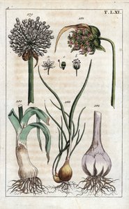 Botanique : poireau, ail, échalote - Poireau, Allium pollum 179, fleur d
