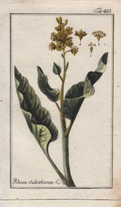 Feuilles de rhubarbe (Rheum rhabarbarum) - Unbekannter Künstler