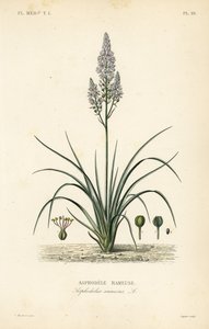 Asphodèle rameuse, Asphodelus ramosus - Unbekannt