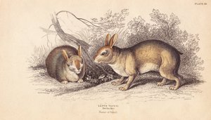 Lapin brésilien - Unbekannter Künstler