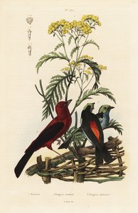 Tangara écarlate, Ramphocelus bresilius, et tangara du paradis, Tangara chilensis