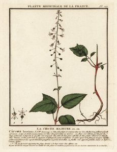Circée de Paris, Circaea lutetiana