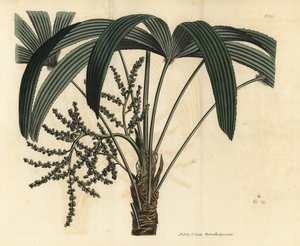 Palmier à feuilles larges, Rhapis excelsa