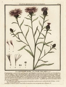 Centaurea jacea - Unbekannter Künstler