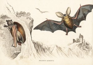 Grand murin ou murin à longues oreilles. Gravure sur acier coloriée à la main de la Galerie d