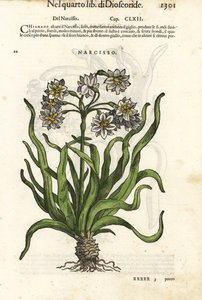 Jonquille à fleurs groupées, Narcissus tazetta