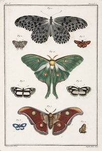 Papillons - Unbekannt