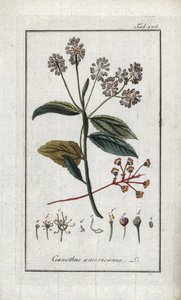 Lilas de Californie (Ceanothus americanus). Lithographie de « Afbeelding der Artseny-Gewassen » par Johannes Zorn (1739-1799), Pays-Bas - Unbekannter Künstler