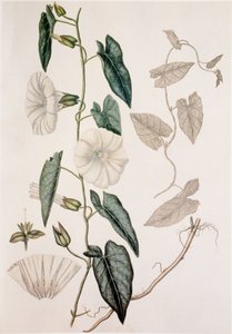 Calystegia sepium/Convolvulus sepium/Liseron des haies - Unbekannt