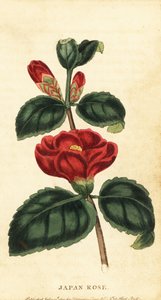 Camélia ou rose du Japon, Camellia japonica (gravure)