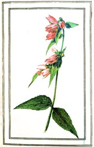 Campanule commune