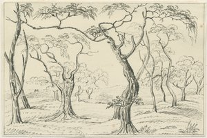 Cannock Chase - Unbekannt