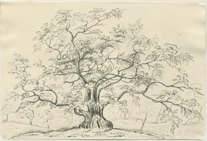 Cannock Chase : dessin à la plume et au crayon, nd [?XIXe siècle] - Unbekannt