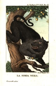 Babouin du Cap ou babouin chacma, Papio ursinus. De François Le Vaillant