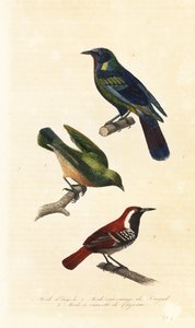 Étourneau du Cap, bokmakierie et fourmilier à dos ferrugineux - Unbekannter Künstler