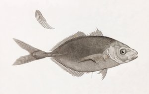 Caranx Lune, gros plan
