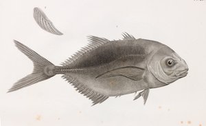 Caranx Sauteur (gros plan) - Unbekannt