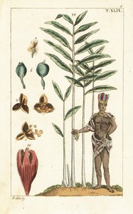 Cardamome, Elettaria cardamomum - Unbekannter Künstler