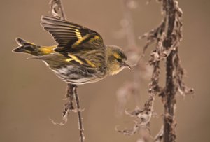 Carduelis spinus/Tarin des aulnes/Chardonneret élégant - William M. Timlin